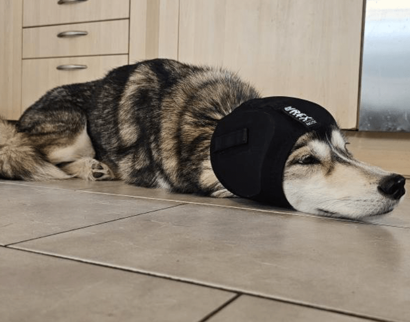 healthydog_produkte_rex_specs_gehörschutz HealthyDog Rex Specs Gehörschutz
