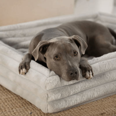 HealthyDog ammi for Dogs Kuschelbezug grau