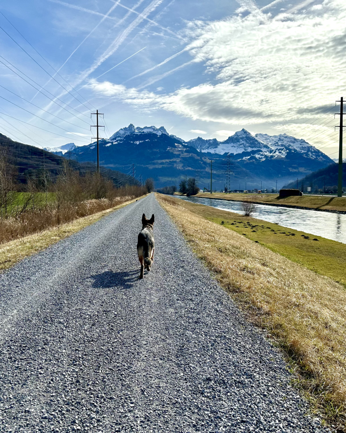 HealthyDog Foto Aura
