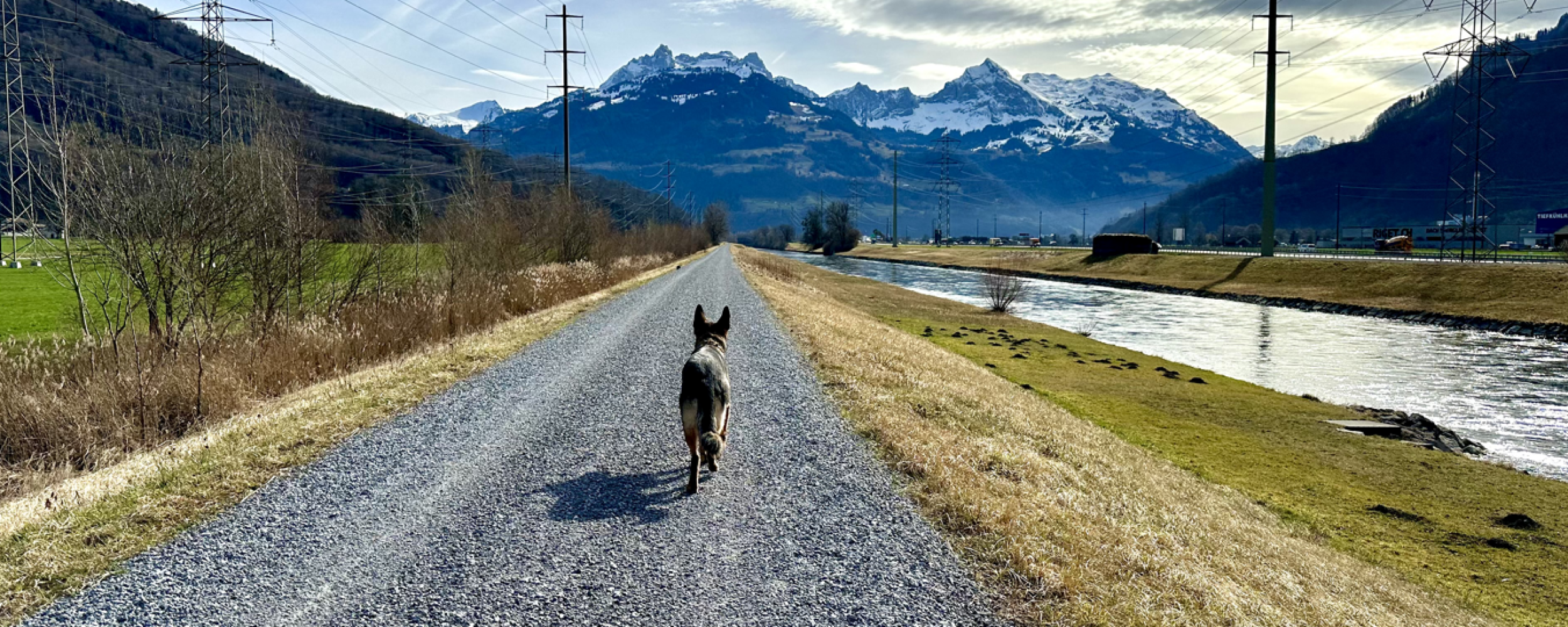 HealthyDog Foto Aura