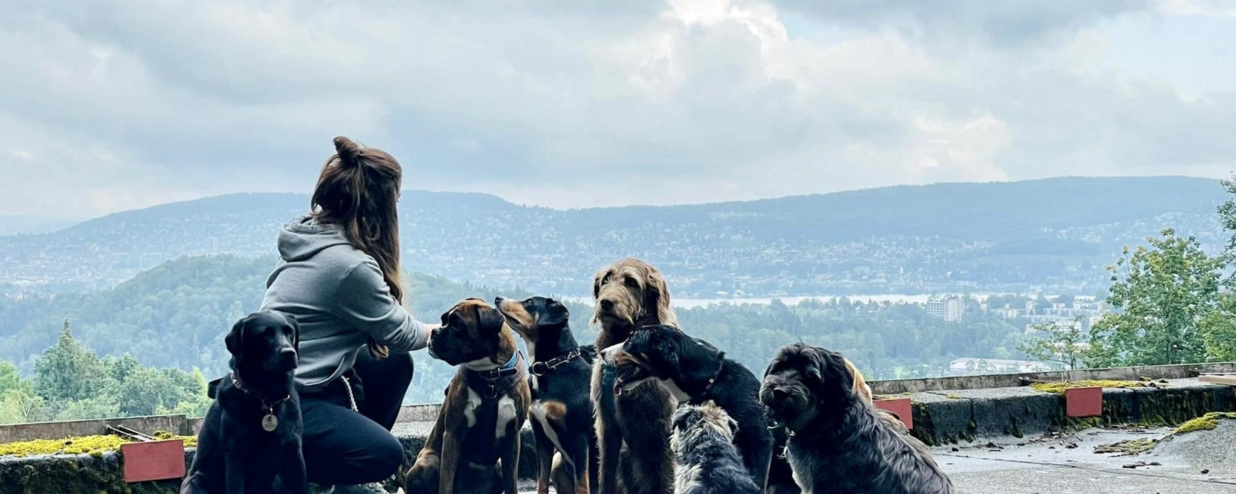 healthydog_blog_grenzen setzen gewalt am hund_2