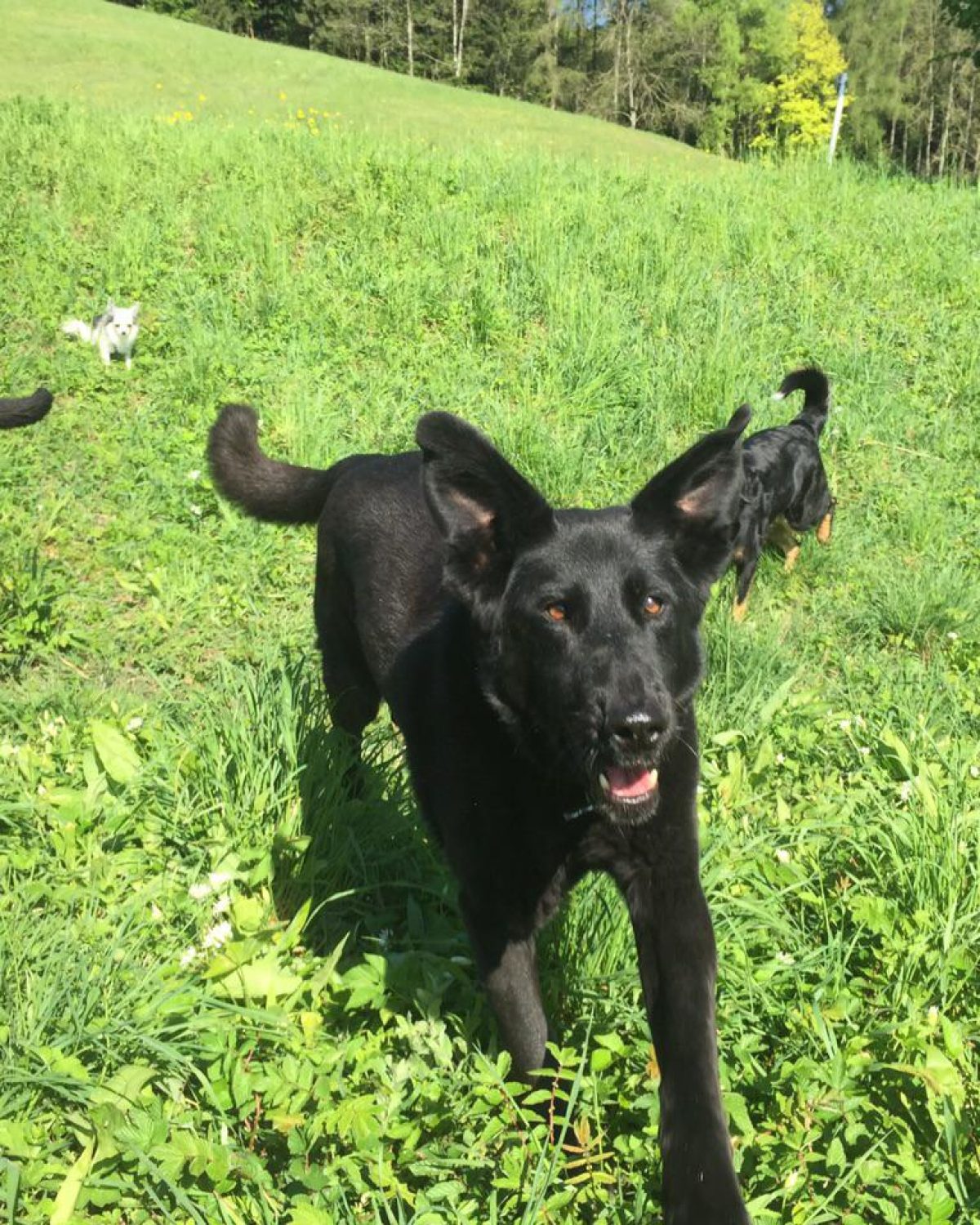 healthydog_blog_wie ich mit 21 Jahren auf den Hund gekommen bin_3